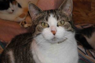 Maya is SCAPA's pet of the week.