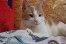 Furever friends - SCAPA's pet of the week